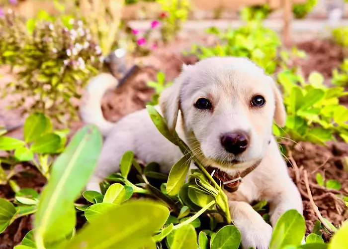 Szálloda Dedehan Retreat Muğla